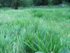 Thumbnail dscf4911.jpg 
