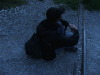 Thumbnail dscf4954.jpg 