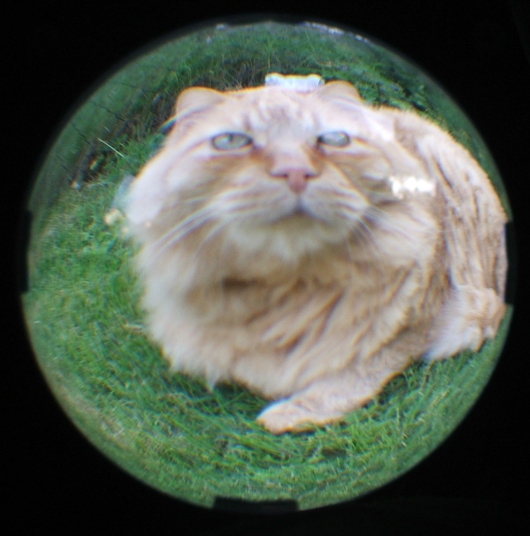 dscf4600.jpg 